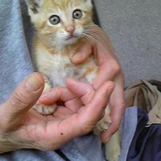 【里親さま決まりました】人懐っこい尾短子猫のミュウちゃん