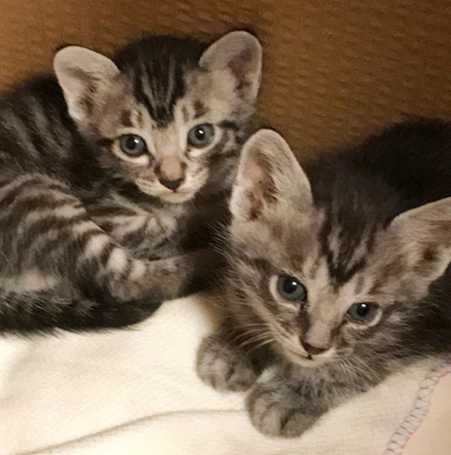 獣医さんから珍しい柄と言われました。グレーのトラ猫！レン君 (あさひ