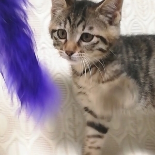 もずくちゃん★2ヵ月♀ - 猫