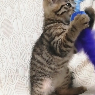 もずくちゃん★2ヵ月♀ − 神奈川県