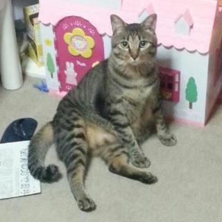 里親募集