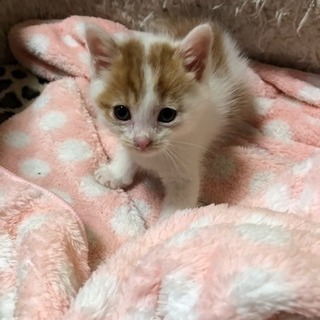 茶白の子猫ちゃん里親募集