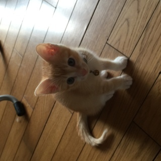 野良猫の仔猫達4匹！可愛いですよ！