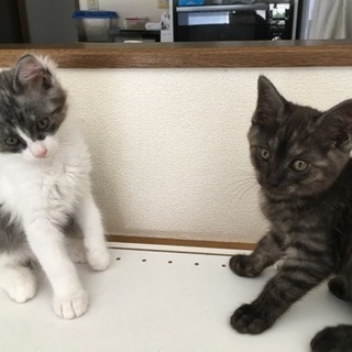 生後2ヶ月の子猫