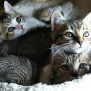 可愛い子猫3匹💕キジとキジ白