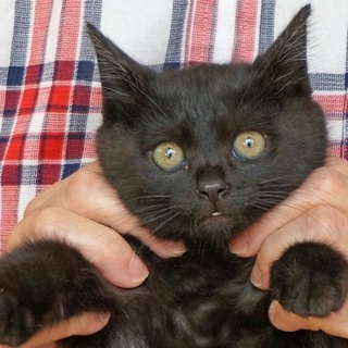 小柄な黒子猫 キウイ。