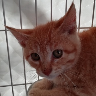 生後75日位の子ねこ。去勢・避妊手術済！