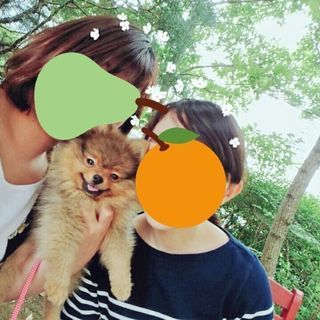 埼玉県内で犬友募集します