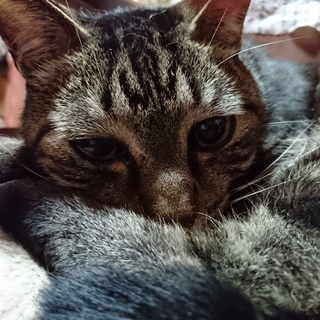 猫の里親募集