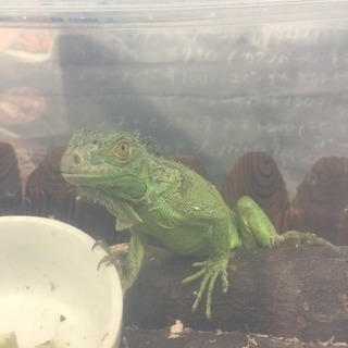 グリーンイグアナ
