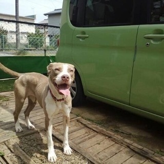 ピットブル 里親募集中です - 犬