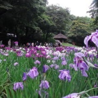 明治神宮花菖蒲苑・原宿 お散歩女子会