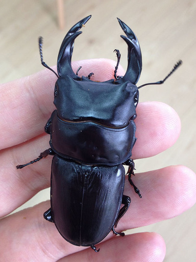 国産(能勢産/信玄血統)オオクワガタ ペア♂♀