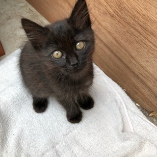 生後2ヶ月の仔猫ちゃん里親募集