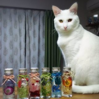 🌼ハーバリウム🌼教室の画像