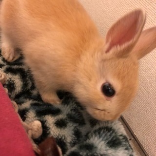 茶色のウサギの里親さん