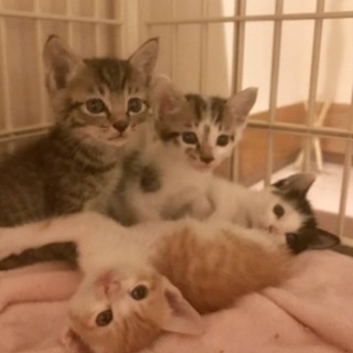 子猫達〜6/10譲渡会有り