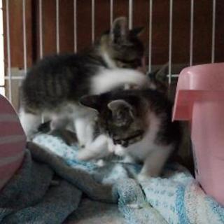 3匹の保護仔猫ちゃん