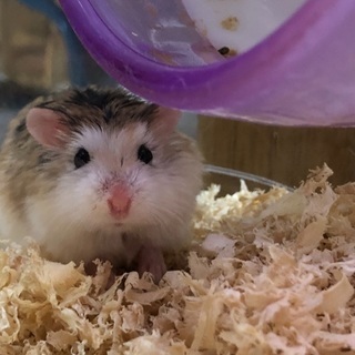 ロボロフスキーの里親さん募集