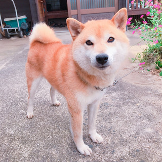 【里親さま決定】高齢者の手放し柴犬7歳オス