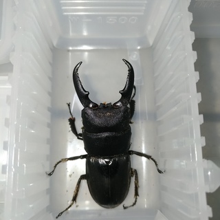 カブトムシ　クワガタ　一緒に採りに行きませんか？