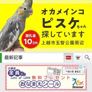 オカメインコ捜しています。どんな情報もお願い致します。