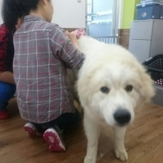 愛犬・老犬のために！日曜フリータイム制トリミング技術習得コースが...