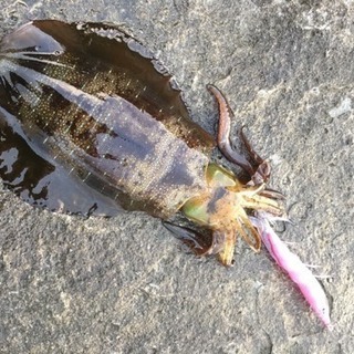 千葉県 エギング アオリイカ