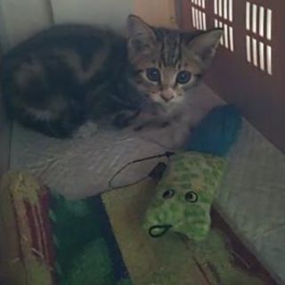 至急