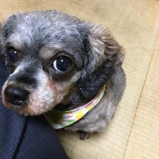 里親募集です。