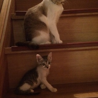 里親募集 猫
