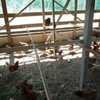 絶品 安心安全エサと水にこだわったの平飼いのオーガニック卵 です - グルメ