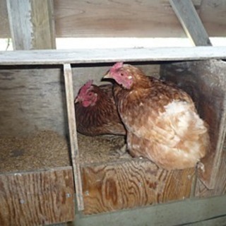 絶品 安心安全エサと水にこだわったの平飼いのオーガニック卵 です − 愛知県