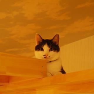 猫のてんてん♂2011年生まれを探しています。