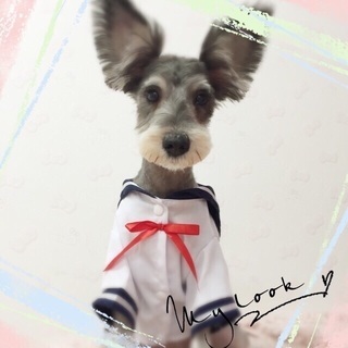 シュナウザー （♀）