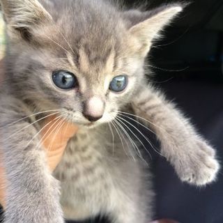 近所でずっと泣いていました。