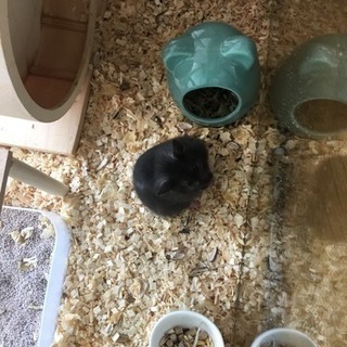 ロングヘアークロクマハムスター
