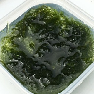 ウィローモスの画像