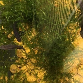 ウィローモスの画像