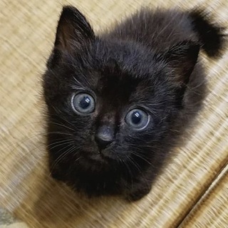 野良さんが産んだ兄弟