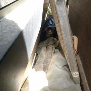 受付一時停止中❗めっちゃ可愛い❤子猫３匹