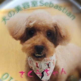 里親さん募集🐶トイプードル