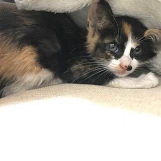 急募！生後2ヶ月の三毛猫♀です！