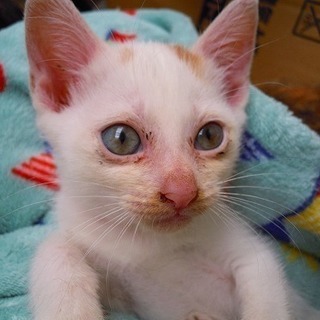 １生後2か月チャシロちゃん男の子　里親さん募集 − 大阪府