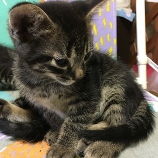 可愛いがって頂ける里親さん募集中です②