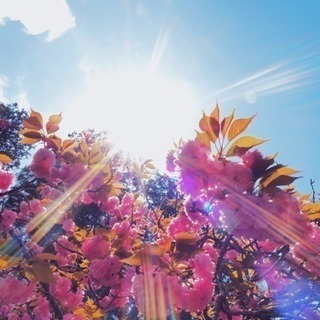 【募集】カメラ&散歩好きさん✨📸 − 京都府