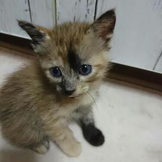 生後1ヶ月の子猫
