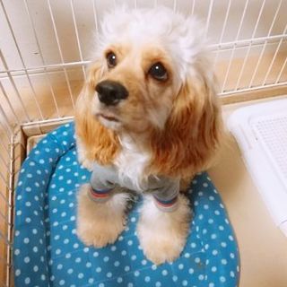 9ヶ月のアメリカンコッカースパニエル・メスです。