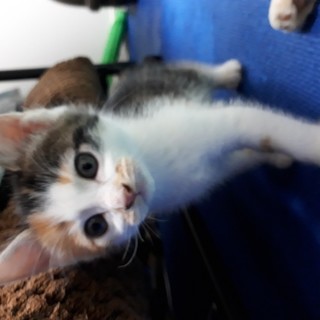 子猫の里親募集中