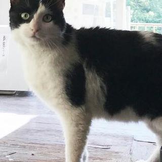 捨て猫の里親さん募集
